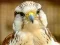 Hra Gyrfalcon Jigsaw online