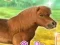 Hra My Dear Pony online