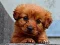Hra Puppy Puzzle online