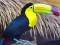 Hra Toucan Bird Jigsaw online