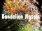 Hra Dandelion Jigsaw online