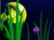 Hra Flash Fish Freddie online