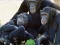 Hra Funny Chimpanzee Jungle Escape online