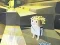 Hra Kogama: Adventure online