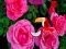 Hra Precious Rose Escape online