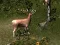 Hra Sniper Hunting Deadly Animal online