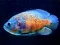 Hra Tiger Fish Jigsaw online