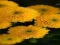 Hra Chrysanthemums Jigsaw online