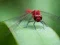 Hra Dragon Fly Jigsaw online