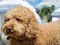Hra Labradoodle Jigsaw online
