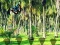 Hra Rescue Tasmanian Tiger online