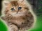 Hra Couple Kitten Escape online