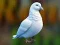 Hra Realistic Pigeon Rescue online