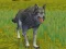 Hra The Wolf: Wild Animal Simulator online