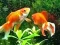 Hra Blue Fish Escape online