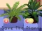 Hra Save the Plants online