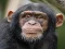 Hra Chimpanzee Jigsaw online