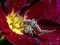 Hra Crab Spider Jigsaw online