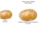 Hra Potato Construct 2 Edition online