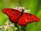 Hra Nature Jigsaw Puzzle Butterfly online