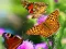 Hra Butterfly Slide online