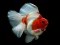 Hra Gold Fish Jigsaw Puzzle online