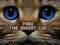 Hra Find the Ghost Cat online