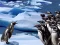 Hra Penguins Slide online