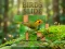 Hra Birds Slide online