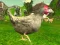 Hra Chicken Shooter online