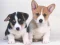 Hra Cute Puppies Puzzle online