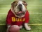 Hra Funny Doggy online