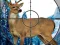 Hra Sniper Stag Hunter online