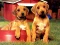 Hra Puppy Pairs Puzzle online