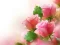 Hra Pink Roses online