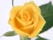 Hra Yellow Roses online