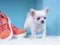 Hra Lovely Puppy Puzzle online