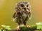 Hra Animal Hidden Stars online