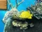 Hra Big fish eats small online