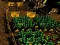 Hra Pixel Farm online