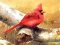 Hra Art Birds Puzzle online