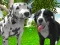 Hra Dog Simulator 3d online