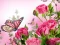 Hra Butterflies Puzzle online