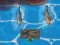 Hra Titanic Shark Attacks online