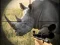 Hra Wild Rhino Hunter online