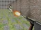 Hra Bullet Fire online