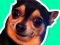 Hra What meme dog are you ? online