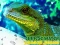Hra Chinese Water Dragon Jigsaw online