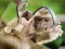 Hra Chimpanzee Jigsaw online