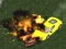 Hra Crazy Demolition Derby V1 online